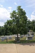 American Volunteer Group (Flying Tigers) Memorial Tree at Arlington National Cemetery