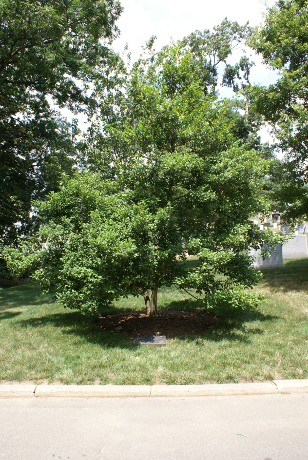 Glenn Miller Orchestra Memorial Tree at Arlington National Cemetery